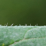 Rubus wirtgenii - Schmuck-Brombeere