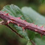 Rubus wirtgenii - Schmuck-Brombeere