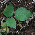 Rubus wirtgenii - Schmuck-Brombeere