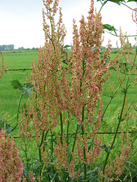 Rumex thyrsiflorus