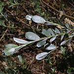 Salix repens - Kriech-Weide