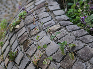 Salvia verticillata