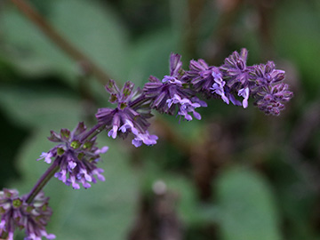 Salvia verticillata