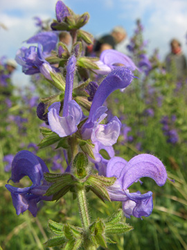 Salvia pratensis
