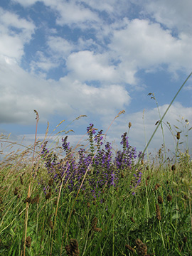 Salvia pratensis