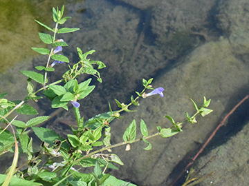 Scutellaria galericulata