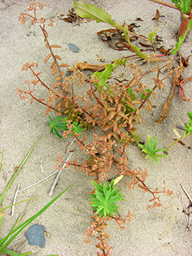 Sedum album