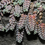 Sedum dasyphyllum - Dickblatt-Fetthenne