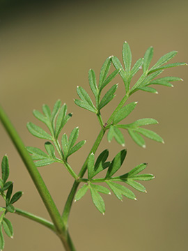 Selinum carvifolia