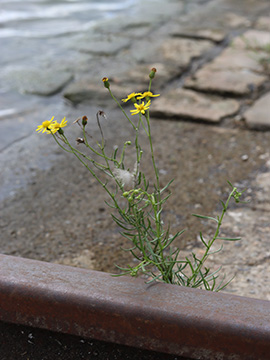 Senecio inaequidens