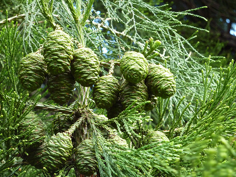 Sequoiadendron giganteum