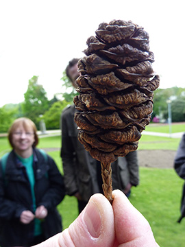 Sequoiadendron giganteum