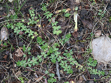 Sherardia arvensis