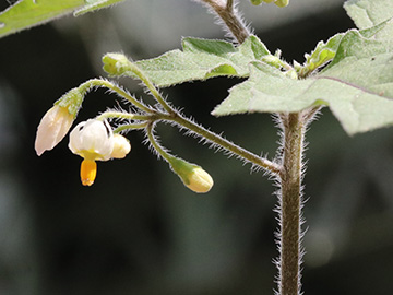 Solanum decipiens