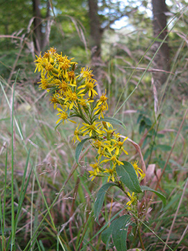 Solidago virgaurea