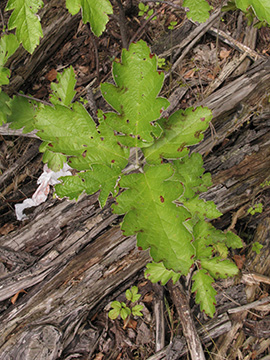 Sorbus intermedia