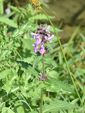 Stachys ambigua