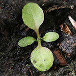 Succisa pratensis - Teufelsabbiss