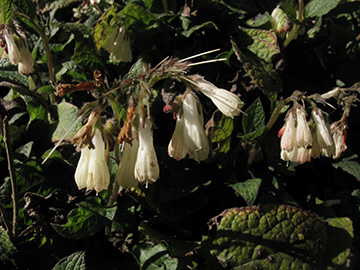 Symphytum grandiflorum