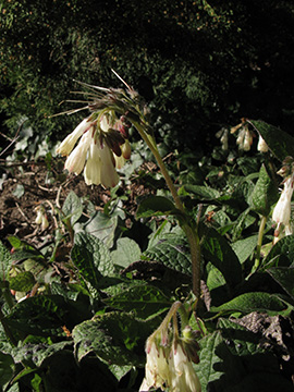 Symphytum grandiflorum