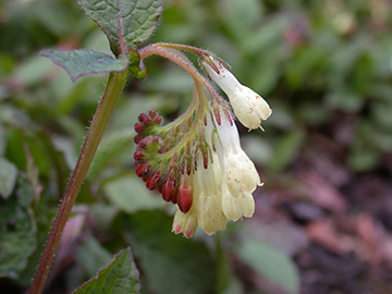 Symphytum grandiflorum