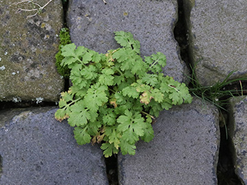 Tanacetum parthenium