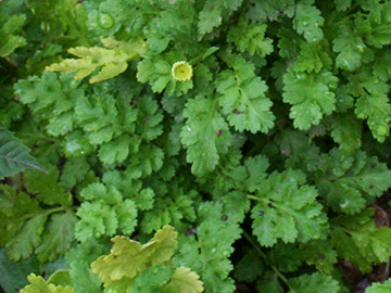 Tanacetum parthenium