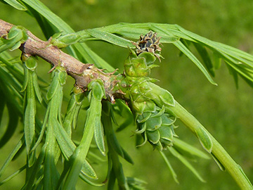 Taxodium distichum