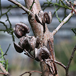 Tetraclinis articulata - Sandarakbaum