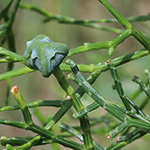 Tetraclinis articulata - Sandarakbaum