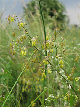 Thalictrum minus