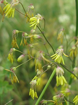 Thalictrum minus