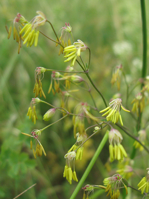 Thalictrum minus