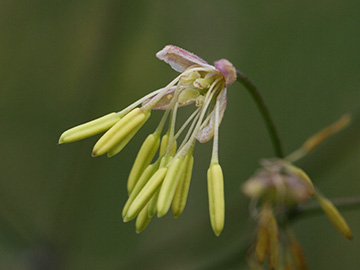 Thalictrum minus