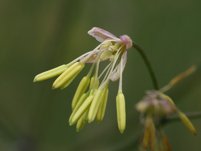 Thalictrum minus