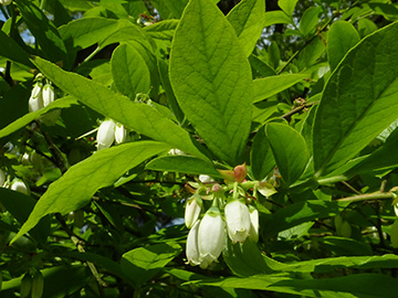 Vaccinium corymbosum