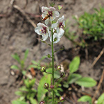 Verbascum blattaria - Schaben-Königskerze
