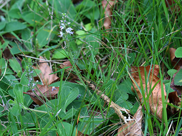 Veronica officinalis