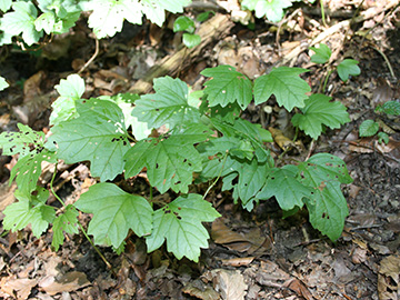 Viburnum opulus