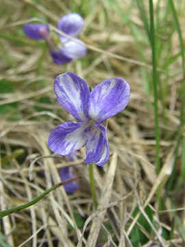 Viola