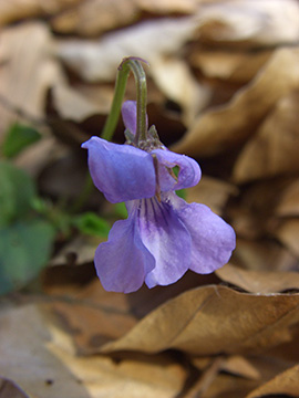 Viola bavarica