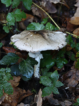Agaricus moelleri