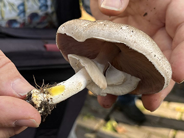 Agaricus moelleri