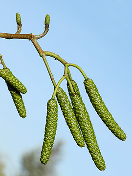 Alnus cordata
