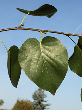 Alnus cordata