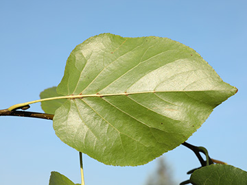 Alnus cordata