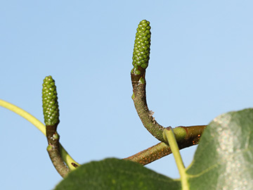 Alnus cordata