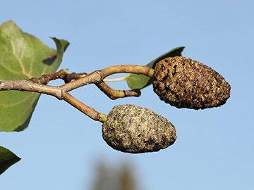 Alnus cordata