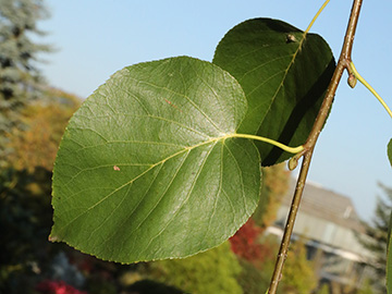Alnus cordata