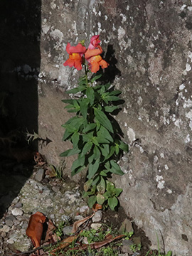 Antirrhinum majus